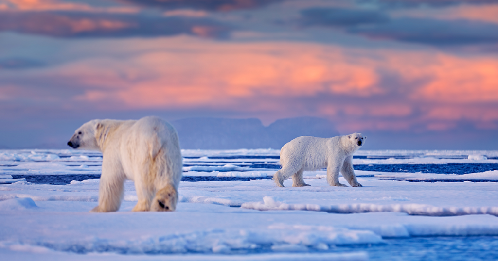 Polar bears in longyearben