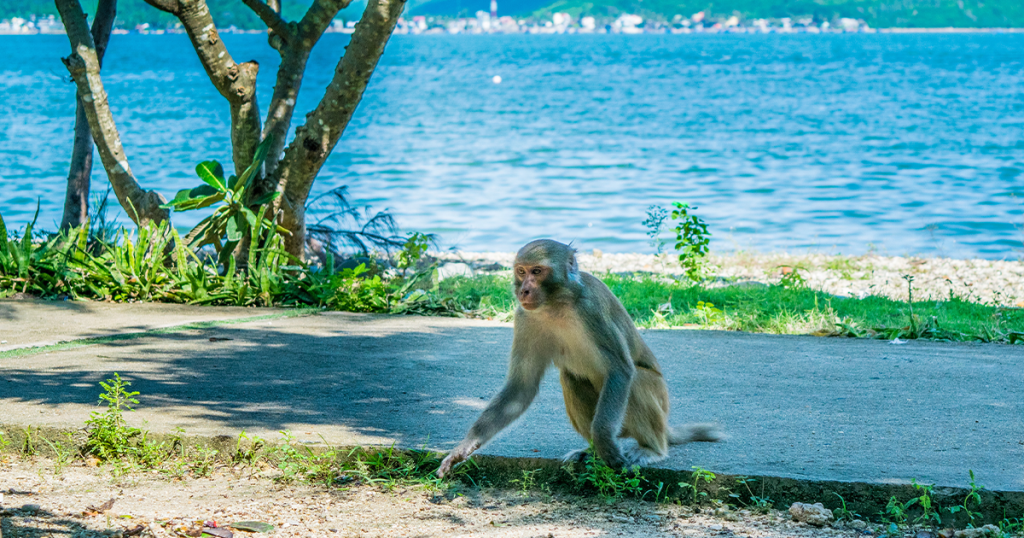 Monkey island Vietnam